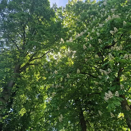 Forsthaus Garz Gæstehus 4*